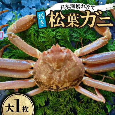 【ふるさと納税】【先行予約】【活き】タグ付き松葉ガニ　大1枚(800～940g前後)　※11月中旬から順次発送【配送不可地域：離島・北海道・沖縄県】【1596430】 45,600円