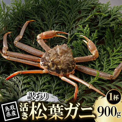 【ふるさと納税】【先行予約】鳥取県産 訳あり 活 松葉がに 900g&times;1杯(中村商店)26年12月・27年1月発送【配送不可地域：離島・北海道・沖縄県・東北・信越、北陸】【1692728】｜鳥取県智頭町