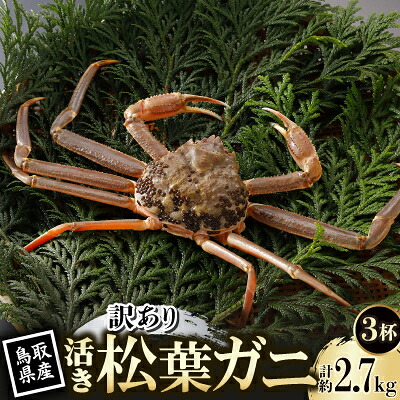 【ふるさと納税】【先行予約】鳥取県産 訳あり 活 松葉がに 900g×3杯(中村商店)26年12月・27年1月発送【配送不可地域:離島・北海道・沖縄県・東北・信越、北陸】【1692733】|鳥取県智頭町