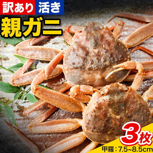 【ふるさと納税】【先行予約】【活き】訳あり 足折れ 日本海産 親ガニ セコガニ 3枚(甲羅のサイズ7.5~8.5cm) 高間商店《2026年11月中旬-2027年1月中旬頃出荷》鳥取県 八頭町 送料無料 カニ 蟹 かに 訳あり 足折れ 鍋 珍味 ズワイガニ