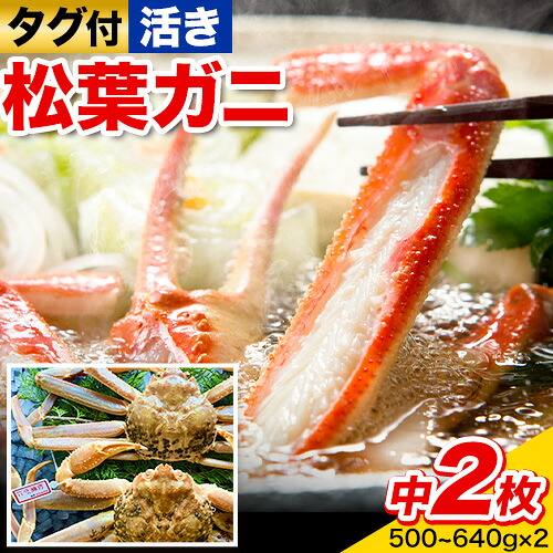 【ふるさと納税】【先行予約】【活き】タグ付き松葉ガニ 中2枚(1枚500~640g) 高間商店《11月中旬-3月下旬頃出荷》鳥取県 八頭町 送料無料 カニ 蟹 かに 松葉ガニ タグ付き ブランド 国産 ふるさと納税|鳥取県八頭町