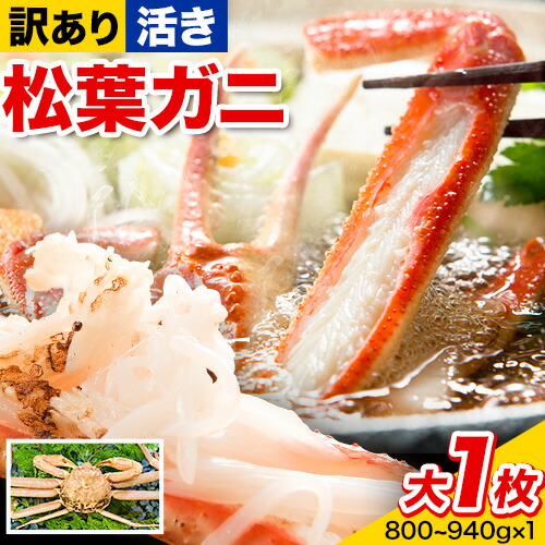 【ふるさと納税】【先行予約】【活き】訳あり 松葉ガニ 大 1枚(1枚/800～940g前後) 高間商店《2026年11月中旬-2027年3月下旬頃出荷》鳥取県 八頭町 送料無料 カニ 蟹 かに 訳あり 鍋 珍味 冬 グルメ ズワイガニ