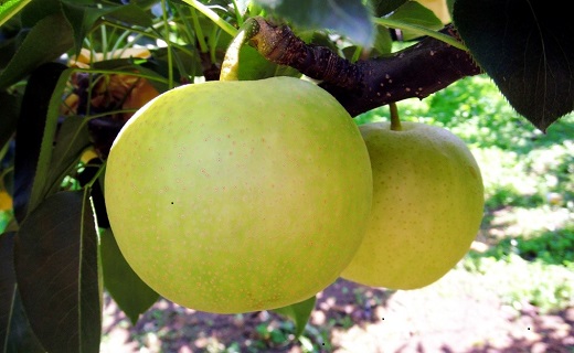 二十世紀梨 5kg