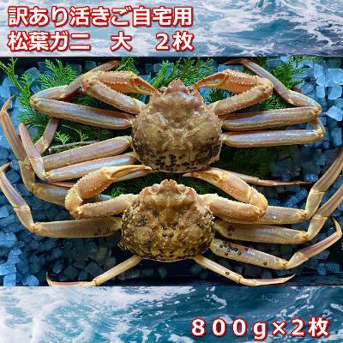 【ふるさと納税】【先行予約 2026年11月中旬以降発送】訳あり活きご自宅用　松葉ガニ　大　２枚　１枚800～940ｇ前後MK3 | 国産 訳あり ズワイガニ 松葉ガニ カニ 蟹 かに 生 カニ鍋 かに鍋 鍋 かにしゃぶ かにみそ 期間限定 送料無料 鳥取県 三朝町