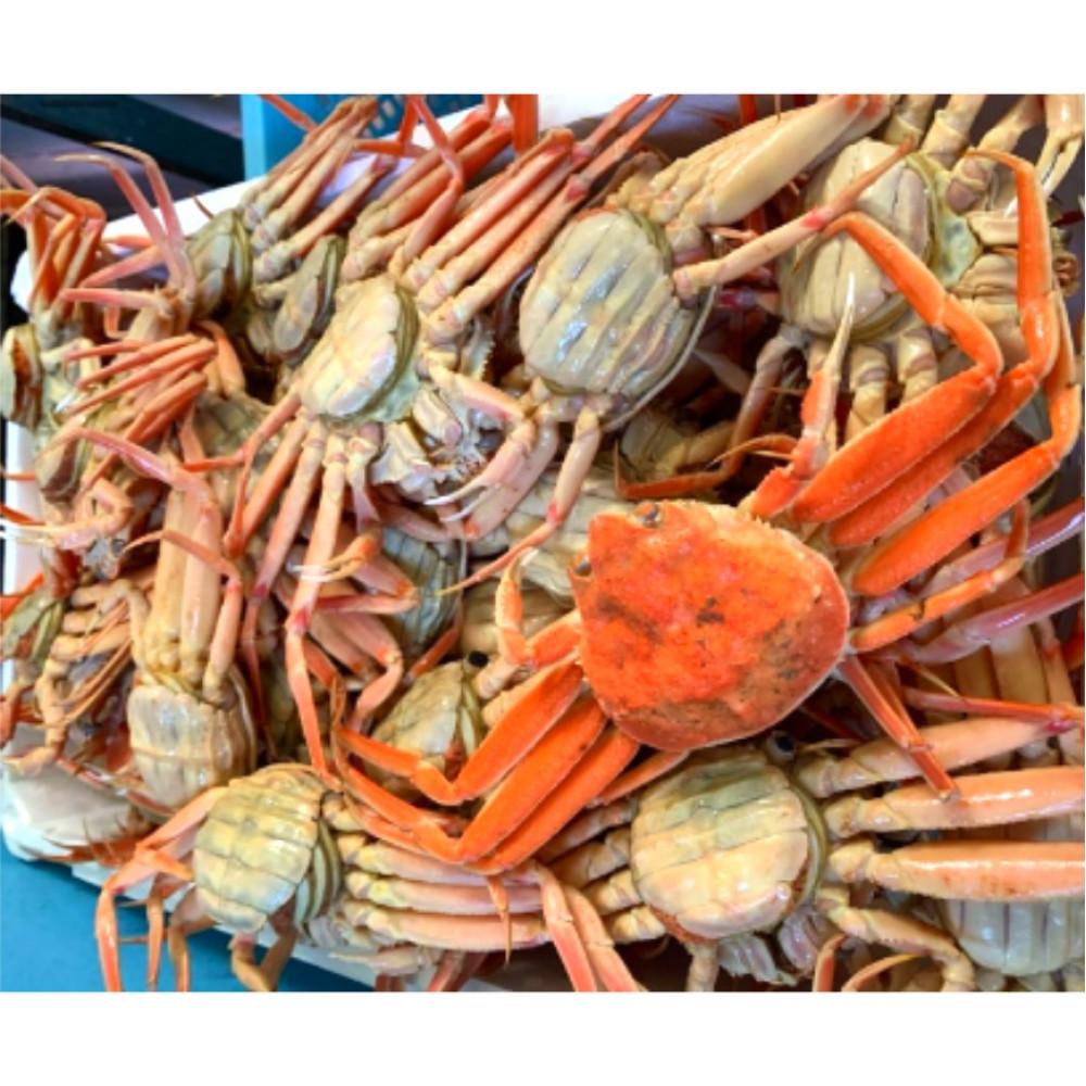 【ふるさと納税】【魚倉】ボイルお任せセコガニ1kgセット | 国産 ズワイガニ 松葉ガニ カニ 蟹 かに ボイル カニ鍋 かに鍋 鍋 かにしゃぶ かにみそ 期間限定 送料無料 鳥取県 三朝町