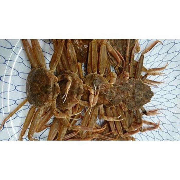 【ふるさと納税】【先行予約 2026年11月中旬以降発送】 ボイル 親ガニ カニ酢付き （ 5 ～ 6枚 ） | 国産 ズワイガニ 松葉ガニ カニ 蟹 かに ボイル カニ鍋 かに鍋 鍋 かにしゃぶ かにみそ 期間限定 送料無料 鳥取県 三朝町