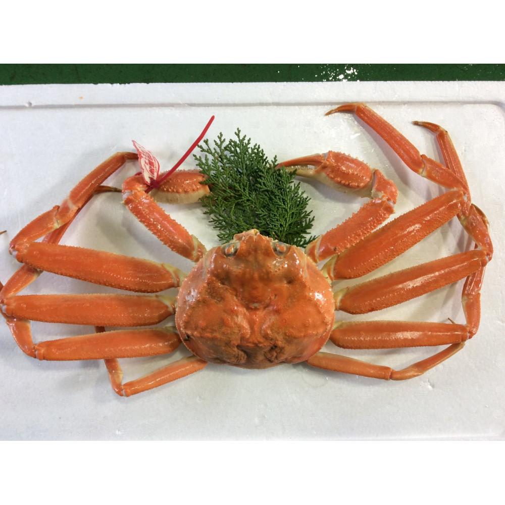 【ふるさと納税】【魚倉】タグ付きボイル松葉ガニ(特大950ｇ) | 国産 タグ付き ズワイガニ 松葉ガニ カニ 蟹 かに ボイル カニ鍋 かに鍋 鍋 かにしゃぶ かにみそ 期間限定 送料無料 鳥取県 三朝町｜鳥取県三朝町