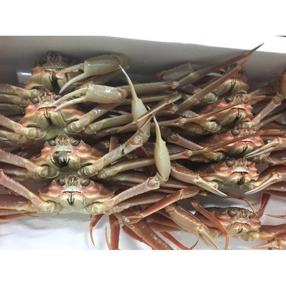 【ふるさと納税】【魚倉】松葉がに 生 おまかせセット ３kg訳あり | 国産 ズワイガニ 松葉ガニ カニ 蟹 かに 生 カニ鍋 かに鍋 鍋 かにしゃぶ かにみそ 期間限定 送料無料 鳥取県 三朝町