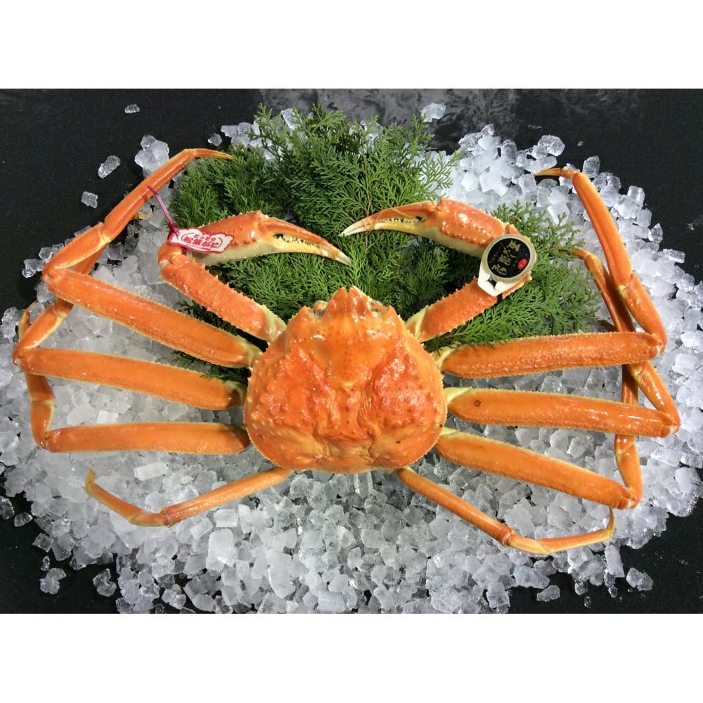 【ふるさと納税】【魚倉】五輝星ボイル松葉ガニ(特々大1.2kg)数量限定品 | 国産 タグ付き ズワイガニ 松葉ガニ カニ 蟹 かに ボイル カニ鍋 かに鍋 鍋 かにしゃぶ かにみそ 期間限定 送料無料 鳥取県 三朝町