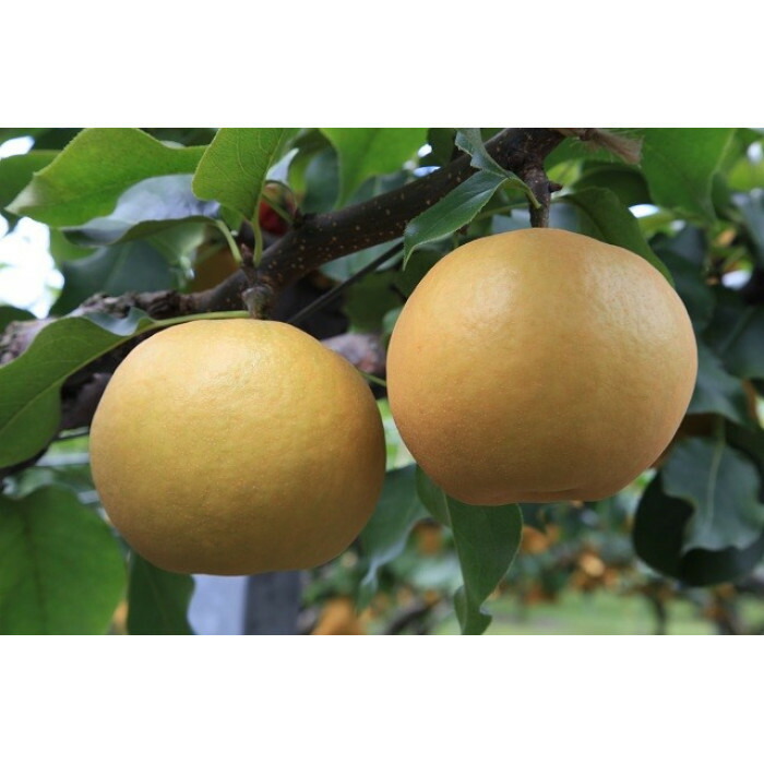 【ふるさと納税】【先行予約】数量限定 鳥取県産梨 新興（しんこう） 5kg（10～12玉）