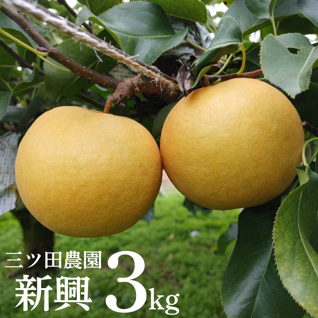 【ふるさと納税】梨 新興 3kg 三ツ田農園 鳥取県産 11M | しんこう 鳥取県 湯梨浜町 果物 フルーツ 特産品