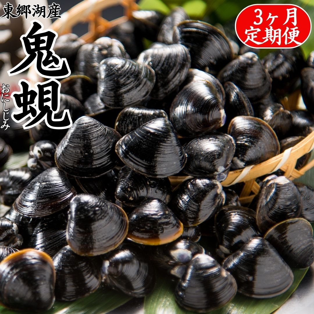 【ふるさと納税】大粒 しじみ 定期便 東郷湖産 鬼蜆 特大 冷凍 2kg 1kg 3ヶ月 | 砂抜き不要