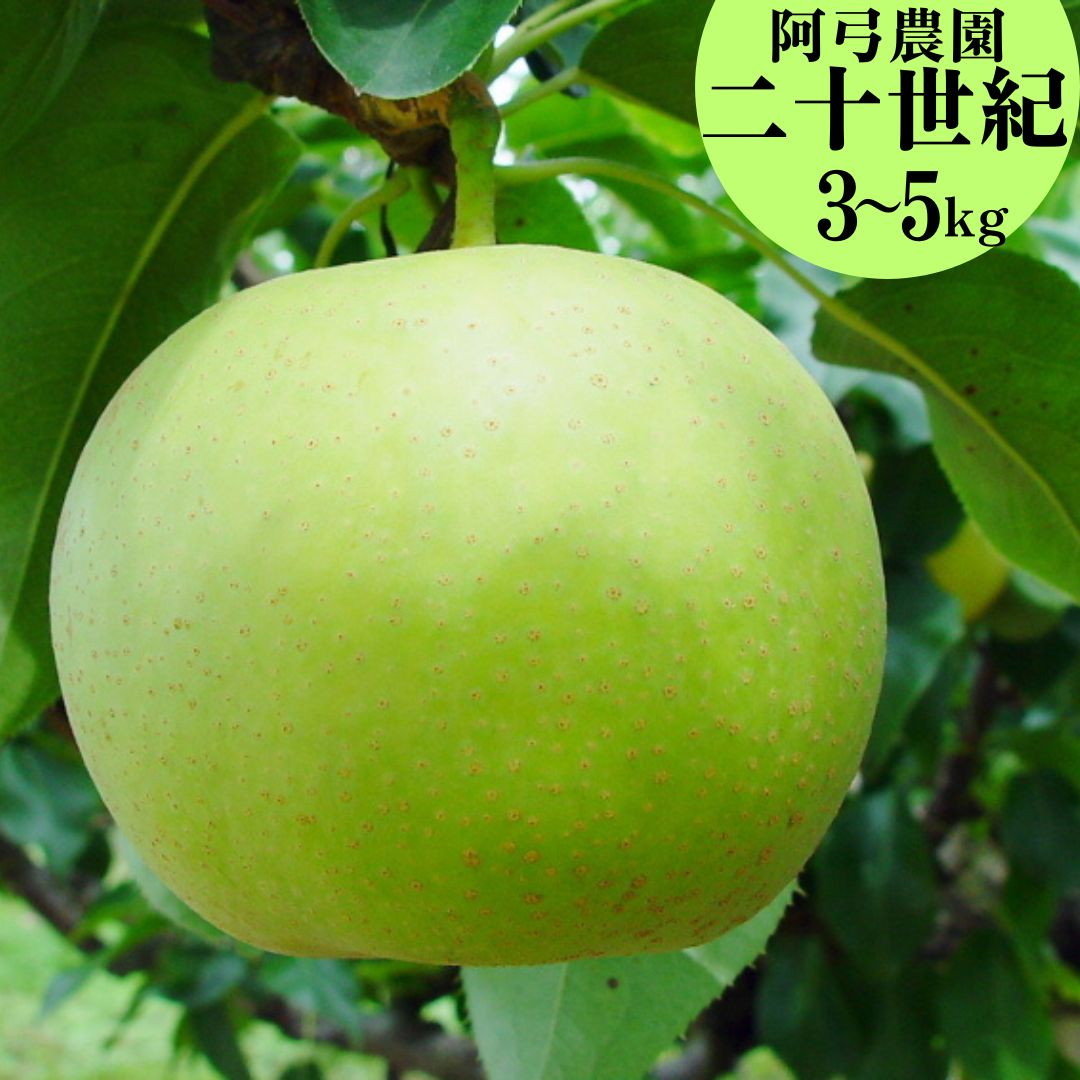 【ふるさと納税】【期間限定】梨 二十世紀 5kg 3kg 鳥取県 阿弓農園 | 二十世紀梨 湯梨浜町 果物 フルーツ 特産品 ※8月中旬～9月上旬頃順次発送 先行予約 新鮮 人気 おすすめ 送料無料 選べる 内容量 さっぱり さわやか みずみずしい 上品な甘さ ジューシー 青梨 贈答 進物｜鳥取県湯梨浜町