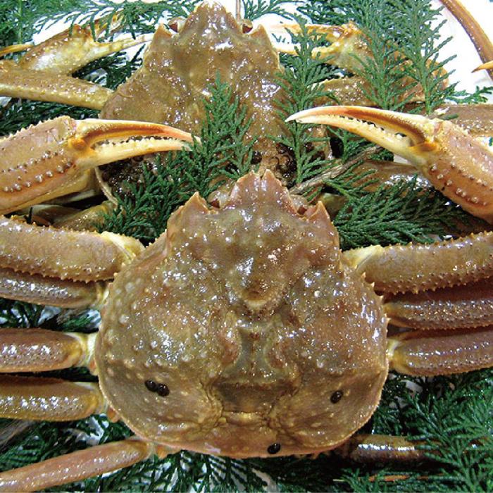 【ふるさと納税】【先行予約】松葉ガニ（生なま）2枚【年内配送】※着日指定不可※北海道、沖縄、一部離島への配送不可《ずわいがに　かに　カニ　蟹　正体》 | 蟹 魚介類 水産 食品 人気 おすすめ 送料無料 32,500円