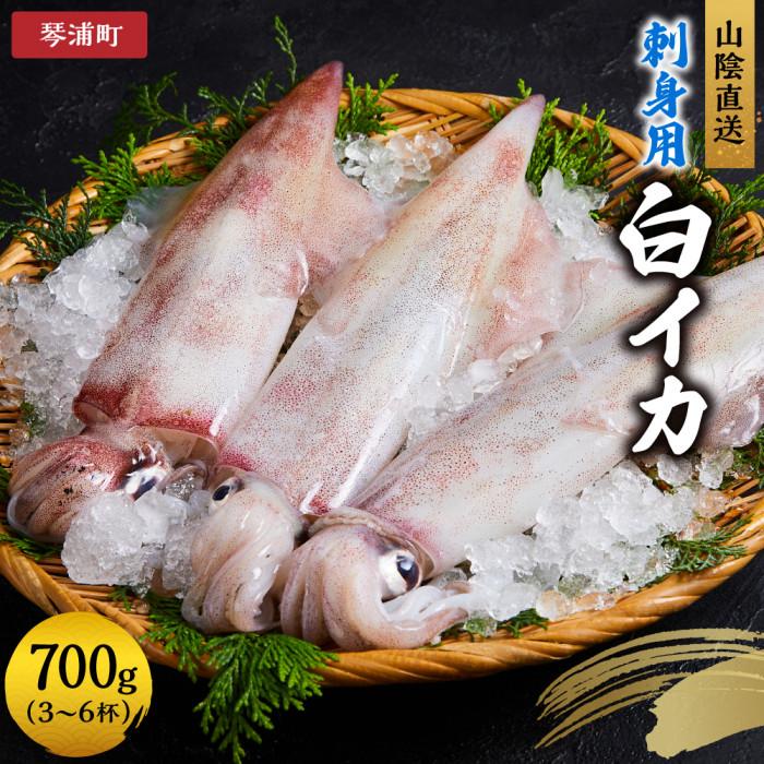 【ふるさと納税】【 先行予約 2025年6月以降発送 】山陰直送 刺身用白イカ 700g（3～6杯）　※北海道、沖縄、一部離島への配送不可 | 魚介類 水産 食品 人気 おすすめ 送料無料