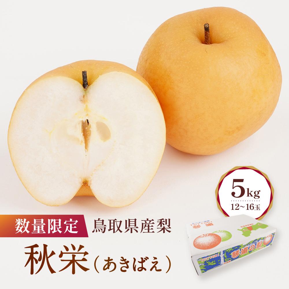 【ふるさと納税】【先行予約】数量限定 鳥取県産梨 秋栄（あきばえ） 5kg（12～16玉） | フルーツ 果物 くだもの 食品 人気 おすすめ 送料無料