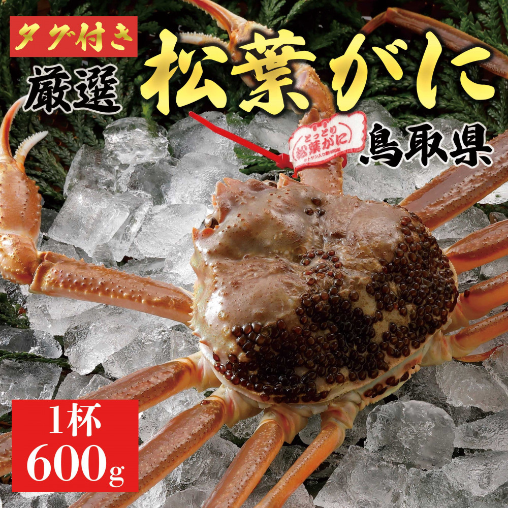 【ふるさと納税】【2026年11月発送】特撰 松葉がに（なま）【ブランドタグ付き】600g超のサイズ 1杯｜鳥取県琴浦町