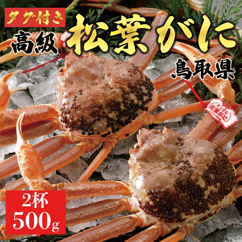 【ふるさと納税】【2026年11月発送】特撰 松葉がに（なま）【ブランドタグ付き】500g超のサイズ 2杯｜鳥取県琴浦町 49,800円