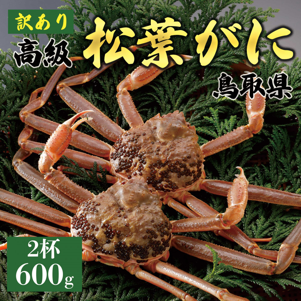 【ふるさと納税】【2026年11月発送】特撰 松葉がに(なま)【訳あり】600g超のサイズ 2杯|鳥取県琴浦町