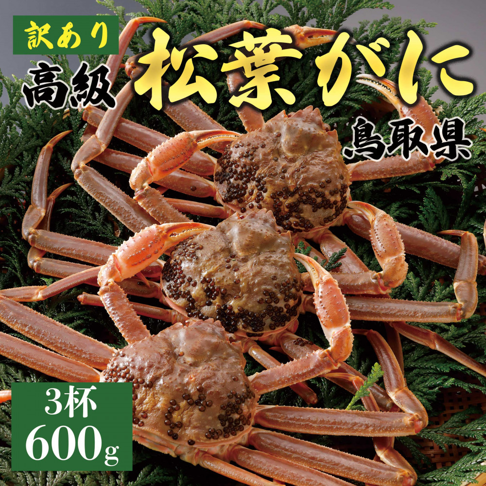 【ふるさと納税】【2026年11月発送】特撰 松葉がに(なま)【訳あり】600g超のサイズ 3杯|鳥取県琴浦町