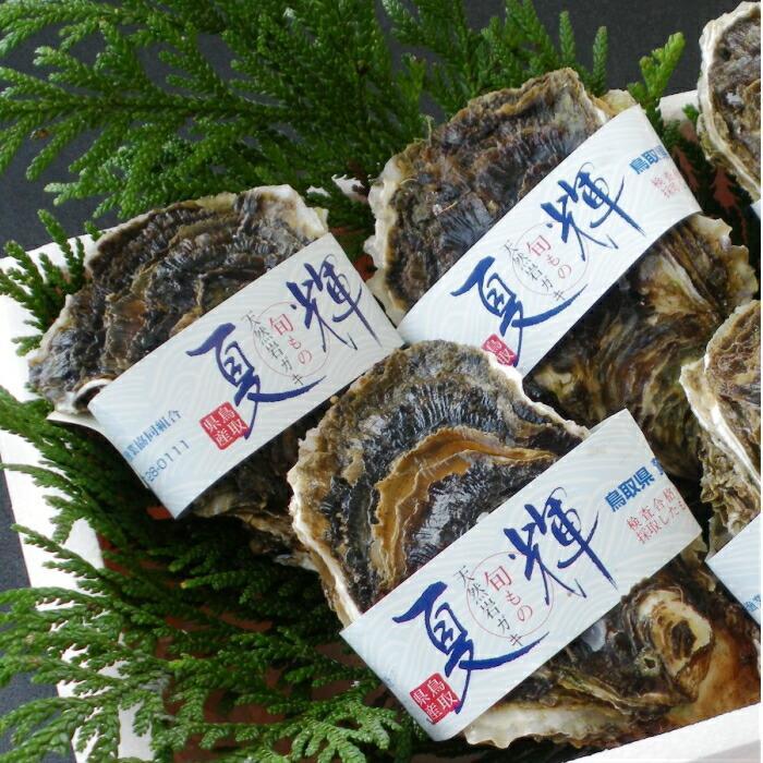 【ふるさと納税】624.鳥取県産　天然岩ガキ『夏輝』ブランドタグ付き　3個（400g以上×3個） 牡蠣 カキ※着日指定不可※2025年6月上旬～8月中旬頃に順次発送予定