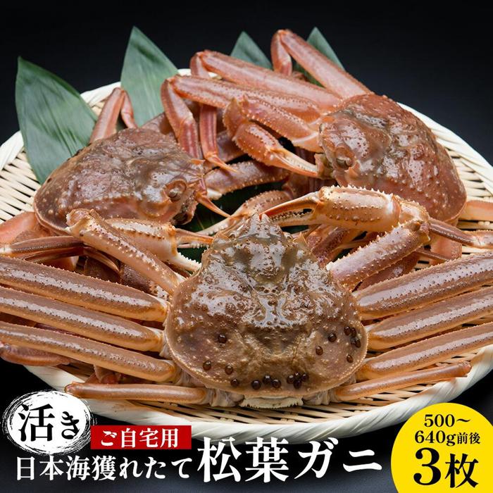 【ふるさと納税】111.【活き】訳あり ご自宅用 日本海獲れたて 松葉ガニ 500~640g前後 3枚 ※2026年11月上旬~2027年3月上旬頃に順次発送予定 | 家庭用 松葉ガニ 松葉蟹 蟹 かに カニ味噌 みそ ズワイガニ 鳥取県 北栄町 おすすめ 人気 送料無料|鳥取県北栄町