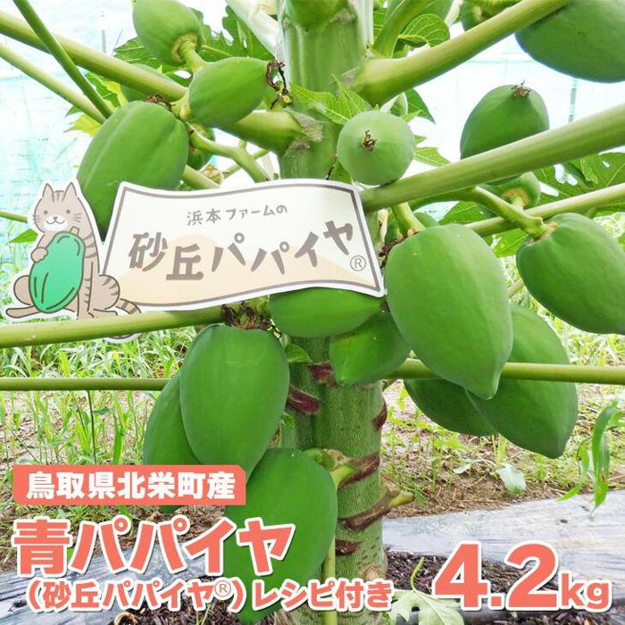 【ふるさと納税】354.青パパイヤ（砂丘パパイヤ）4.0kg前後　※2025年9月中旬～11月下旬頃に順次発送予定※離島への配送不可