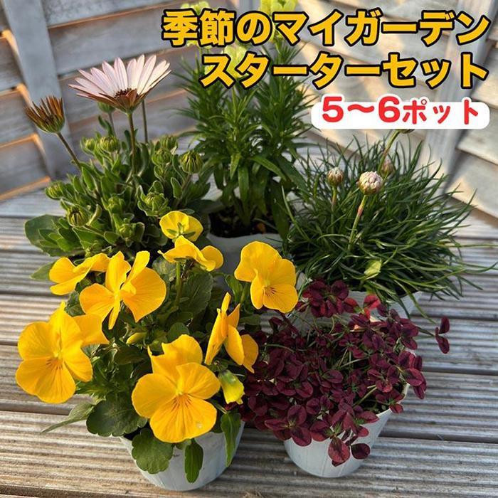 楽天市場】【ふるさと納税】ガーデンマム ジジ3色 令和8年9月以降