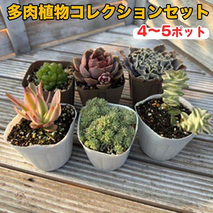 多肉植物　特注ランダムパック　専用 楽天市場】【ふるさと納税】足立さんの 多肉植物 おまかせ 5種 高評価