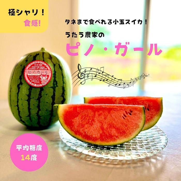 【ふるさと納税】【先行予約】798.種ごと食べられる！小玉スイカ【ピノ・ガール】2玉（1玉2kg前後×2玉）※着日指定不可※離島への配送不可 | 西瓜 スイカ すいか 果物 フルーツ 鳥取県 北栄町 おすすめ 人気 送料無料