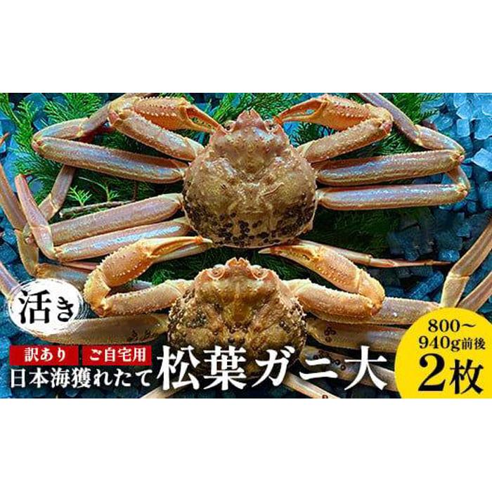 【ふるさと納税】112.【活き】訳あり ご自宅用日本海獲れたて松葉ガニ 大 800～940g前後 2枚 ※2026年11月上旬～2027年3月上旬頃に順次発送予定 | 家庭用 松葉ガニ 松葉蟹 蟹 かに カニ味噌 みそ ズワイガニ 鳥取県 北栄町 おすすめ 人気 送料無料