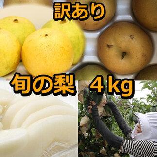 【ふるさと納税】928.【訳あり】鳥取県産旬の梨セット 4kg ≪果物 フルーツ くだもの≫　※2025年8月下旬頃～12月下旬頃に順次発送予定