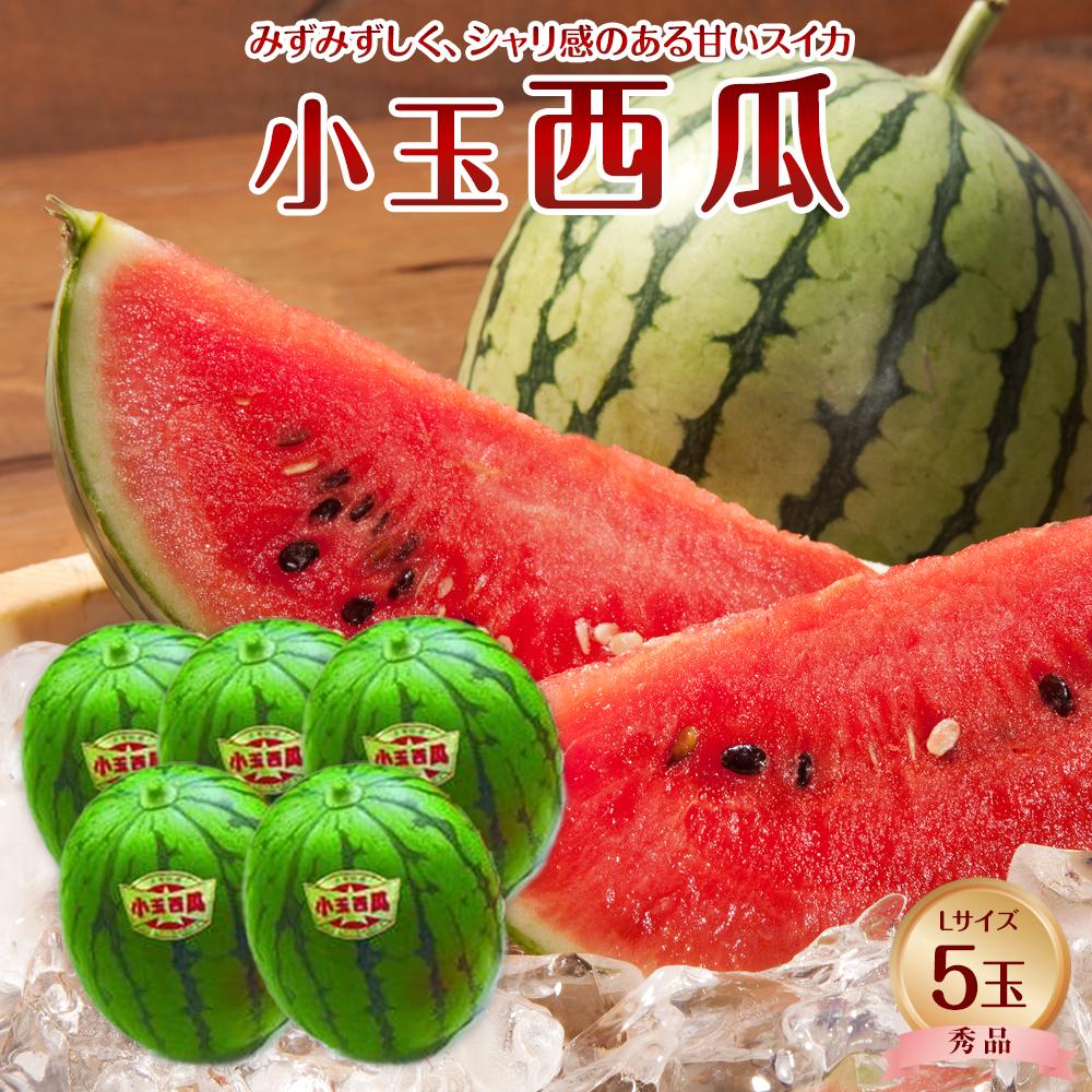 【ふるさと納税】735.【先行予約】【ＪＡ】小玉西瓜 秀Ｌ×5玉　※着日指定不可　※離島への配送不可　※2025年9月初旬頃～10月中旬頃に順次発送予定