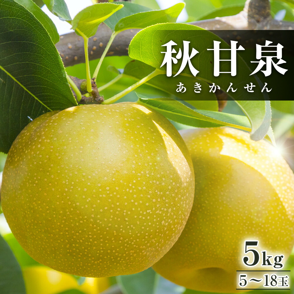 【ふるさと納税】293.【先行予約】秋甘泉　5kg前後（5～18玉前後）◇　※2025年9月中旬～9月下旬頃に順次発送予定