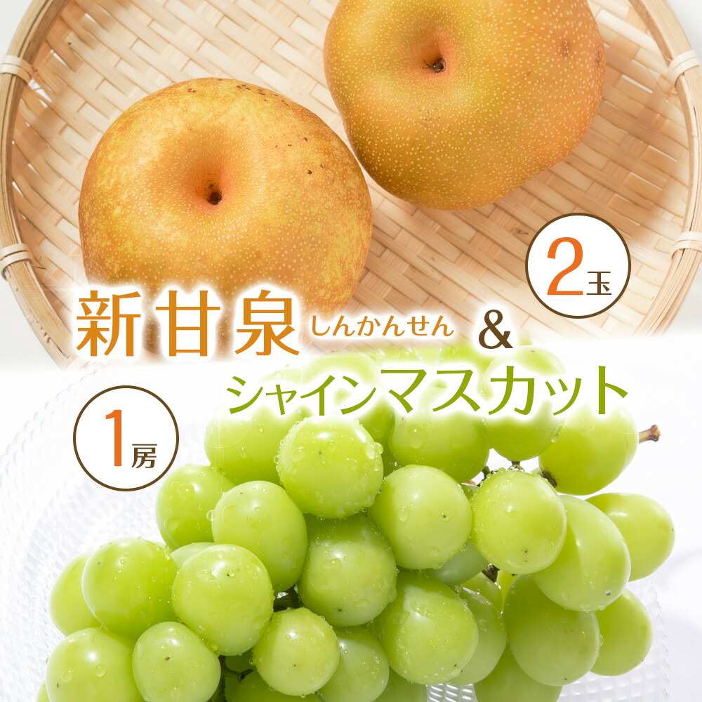 【ふるさと納税】538.【先行予約】新甘泉2玉とシャインマスカット1房｜梨 なし 新甘泉 しんかんせん 産地直送 ぶどう シャインマスカット セット 鳥取県　※8月下旬～9月中旬頃に順次発送予定