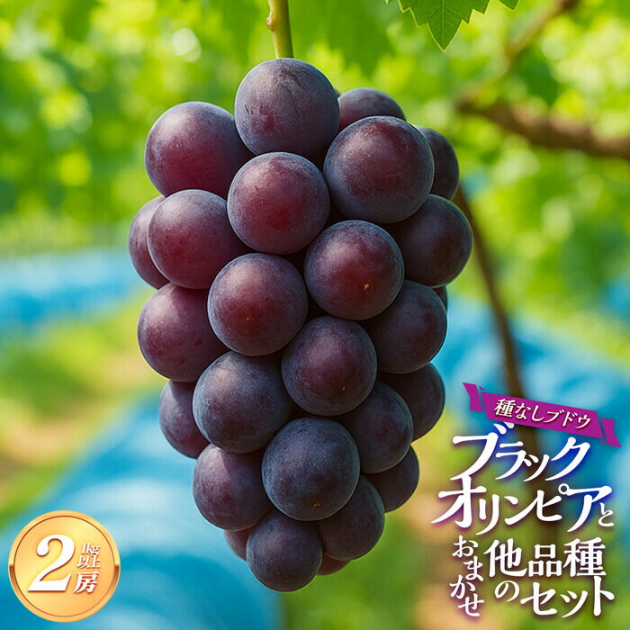 【ふるさと納税】【品種はおまかせ】ブラックオリンピアと他品種のセット（種なし） 1kg以上※2026年8月下旬頃より順次発送予定 | 葡萄 ぶどう 旬 果物 フルーツ 新鮮 鳥取 おすすめ 人気