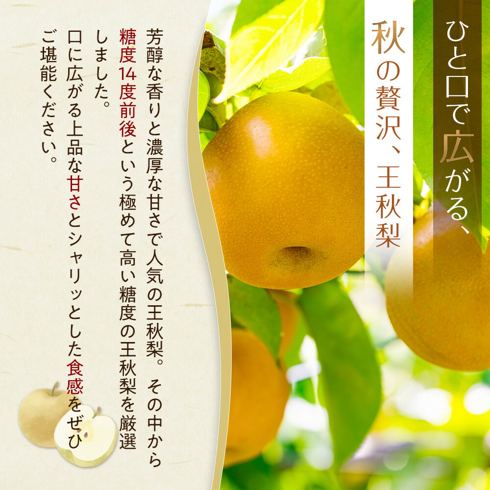 【ふるさと納税】【先行予約】＜選べる容量＞ 梨 王秋梨 3kg 5kg 鳥取県産 ※2026年10月下旬～12月上旬頃に順次発送予定 | 梨 なし ナシ 王秋梨 鳥取県産 新鮮 3キロ 5キロ 先行予約 果物 くだもの フルーツ 旬 北栄町 おすすめ 人気