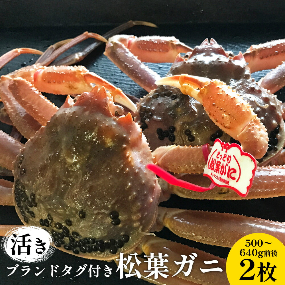 【ふるさと納税】106.【先行予約】【活き】ブランドタグ付き松葉ガニ 500～640g前後　2枚◇ ≪かに カニ 蟹 ズワイガニ≫　※2025年11月上旬～2026年3月上旬頃に順次発送予定