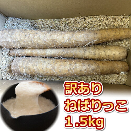 【ふるさと納税】942.≪先行受注≫【訳あり】ねばりっこ1.5kg 長芋 ながいも 鳥取県産 ≪野菜≫※期間限定11月上旬から4月中旬頃に順次発送予定