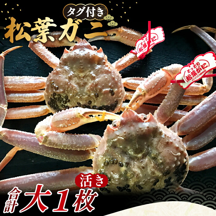 【ふるさと納税】【活き】タグ付き松葉ガニ　大　１枚 松葉ガニ 松葉がに 松葉蟹 まつばがに かに カニ 冷蔵 チルド ブランド ズワイガニ 活き お祝い 冬 国産 季節限定 お取り寄せ 鳥取県 日吉津村 日本海　TS27