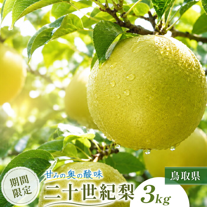 【ふるさと納税】鳥取県産 二十世紀梨　3kg　OK04｜鳥取県日吉津村 18,000円