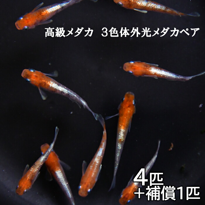 【ふるさと納税】高級メダカ 3色体外光 メダカ 2ペア メダカ めだか オス メス ペア 4匹 高級 3色体外光 赤 白 黒 セット ペット 鳥取県 日吉津村 ME03