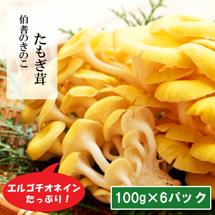 【ふるさと納税】HO09：たもぎ茸　６パック