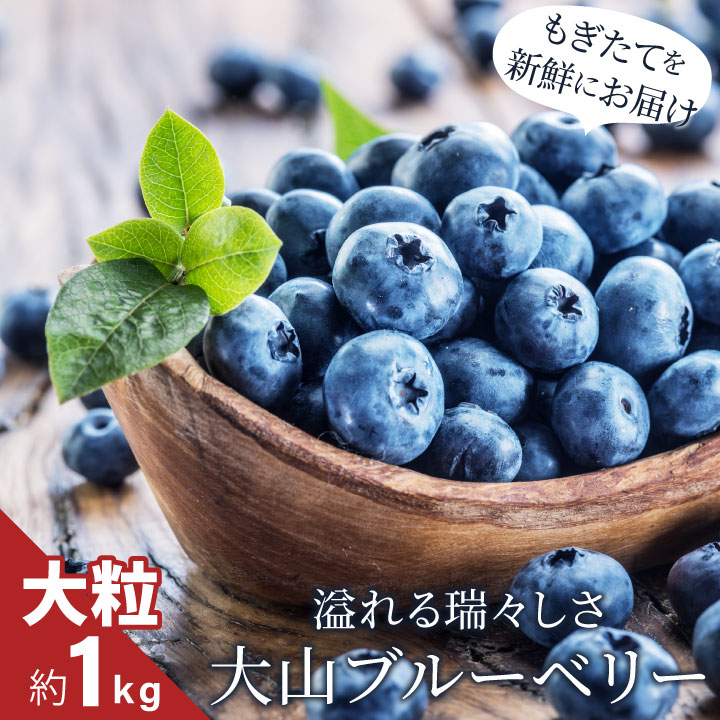 【ふるさと納税】MS-33 新鮮生ブルーベリー1kg（8月採れ）生ブルーベリー 限定 限定品 鳥取県 鳥取県産 大山町 大山 お土産 返礼品 国産 お取り寄せ ご当地