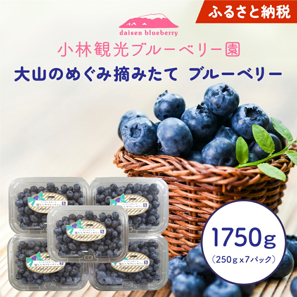 【ふるさと納税】【期間限定】KB-02 大山のめぐみ摘みたてブルーベリー 1750ｇ 鳥取県 鳥取県産 大山町 大山 お土産 返礼品  国産 お取り寄せ ご当地