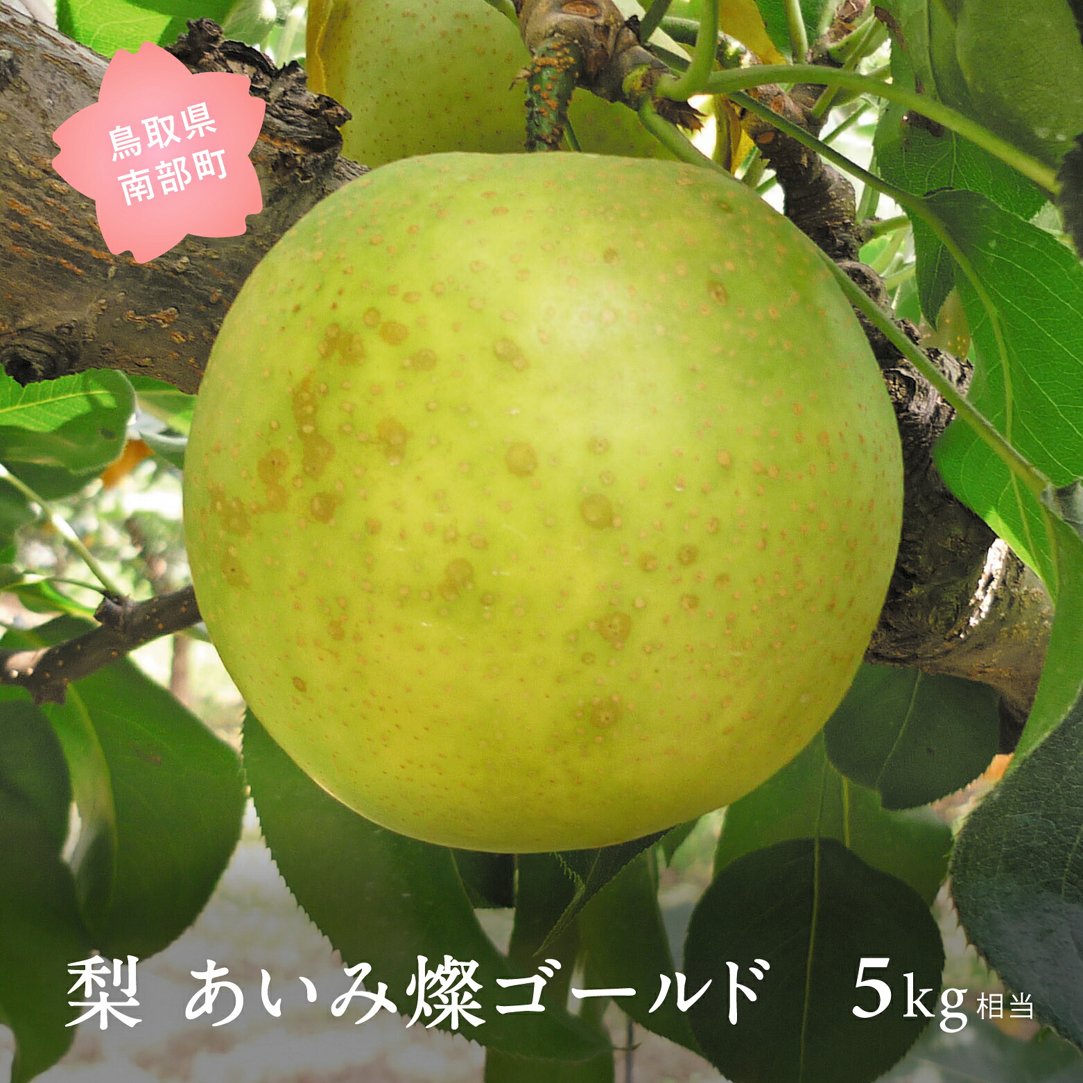 【ふるさと納税】あいみ燦ゴールド [梨]（5kg箱）2026年8月下旬～9月上旬出荷予定＜数量限定＞二十世紀梨 無袋栽培 梨 なし フルーツ 鳥取県南部町