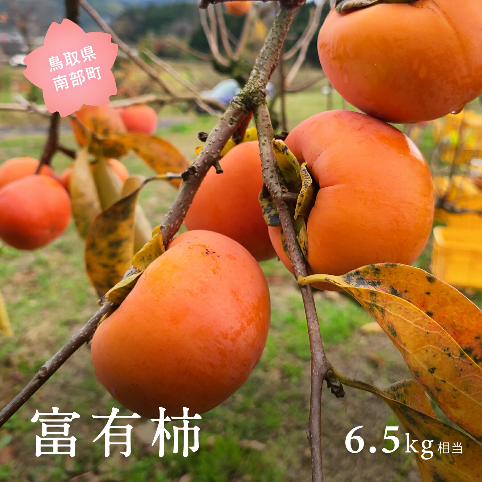 【ふるさと納税】富有柿(6.5kg箱)2026年11月出荷予定<数量限定> 柿 かき カキ フルーツ 鳥取県南部町|鳥取県南部町