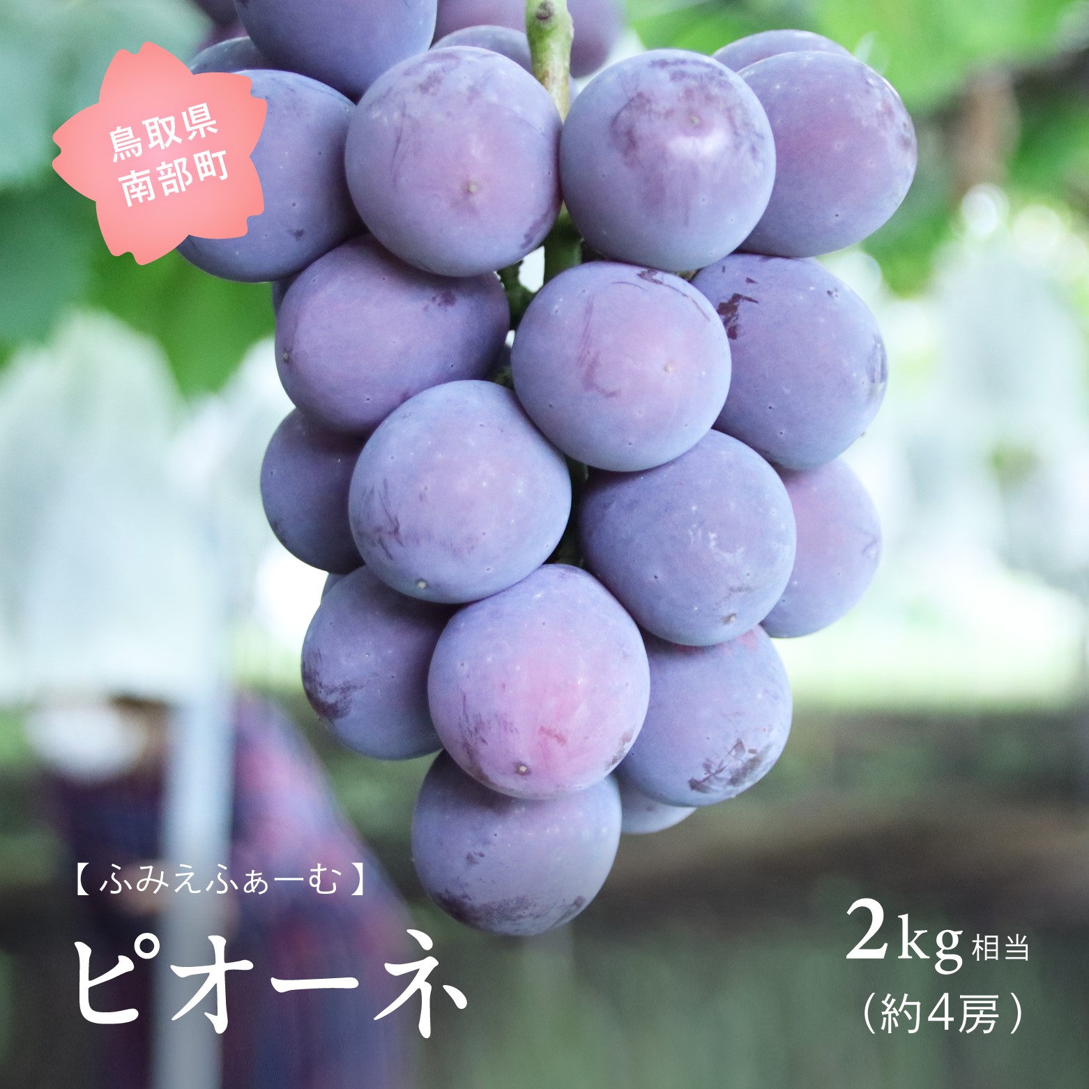 【ふるさと納税】ピオーネ 約2kg＜数量限定＞  9月出荷予定  2025年収穫分  ぶどう ブドウ 葡萄 フルーツ 鳥取県南部町