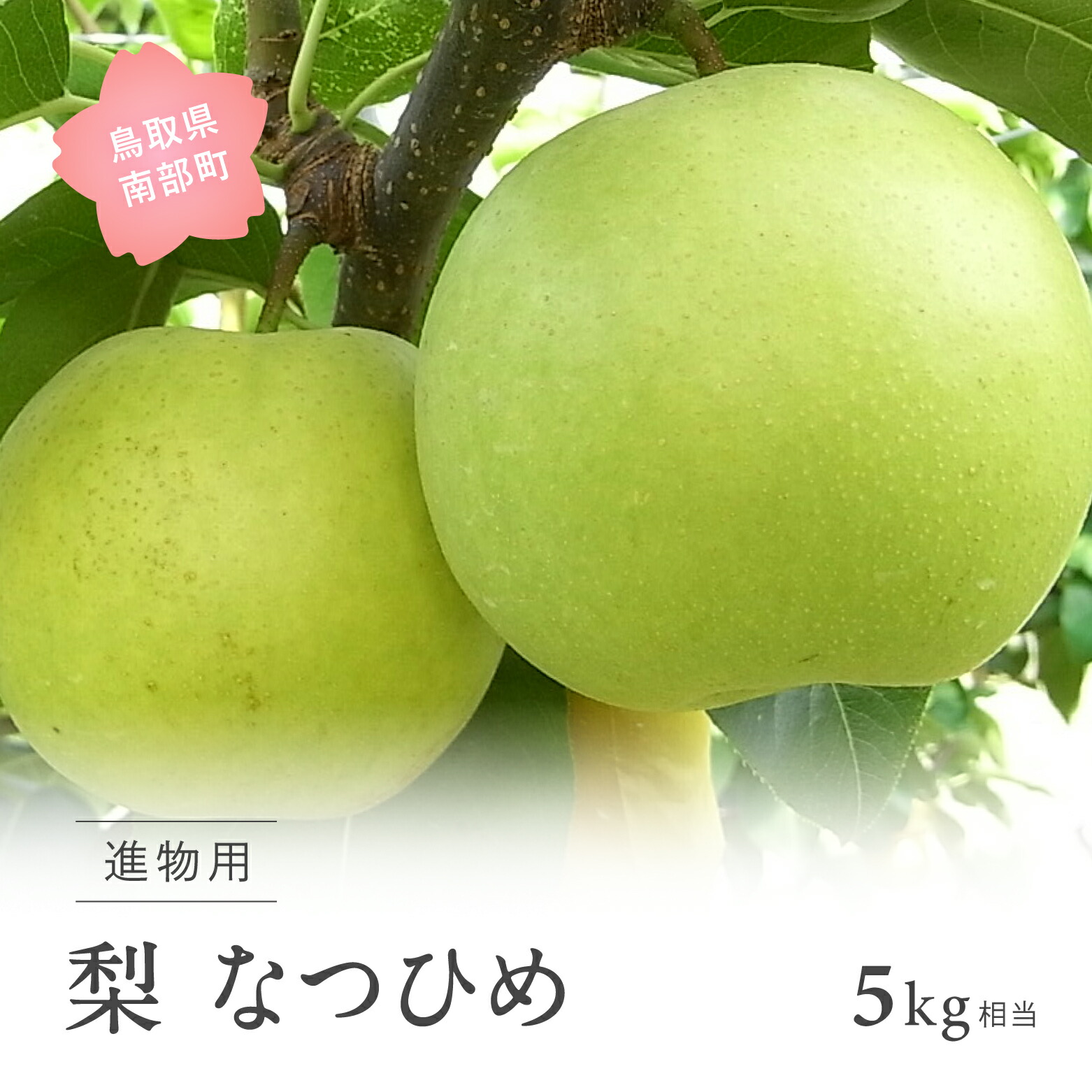 【ふるさと納税】なつひめ [梨]（進物用5kg箱）2025年8月中旬出荷予定＜数量限定＞ 梨 なし フルーツ 鳥取県南部町