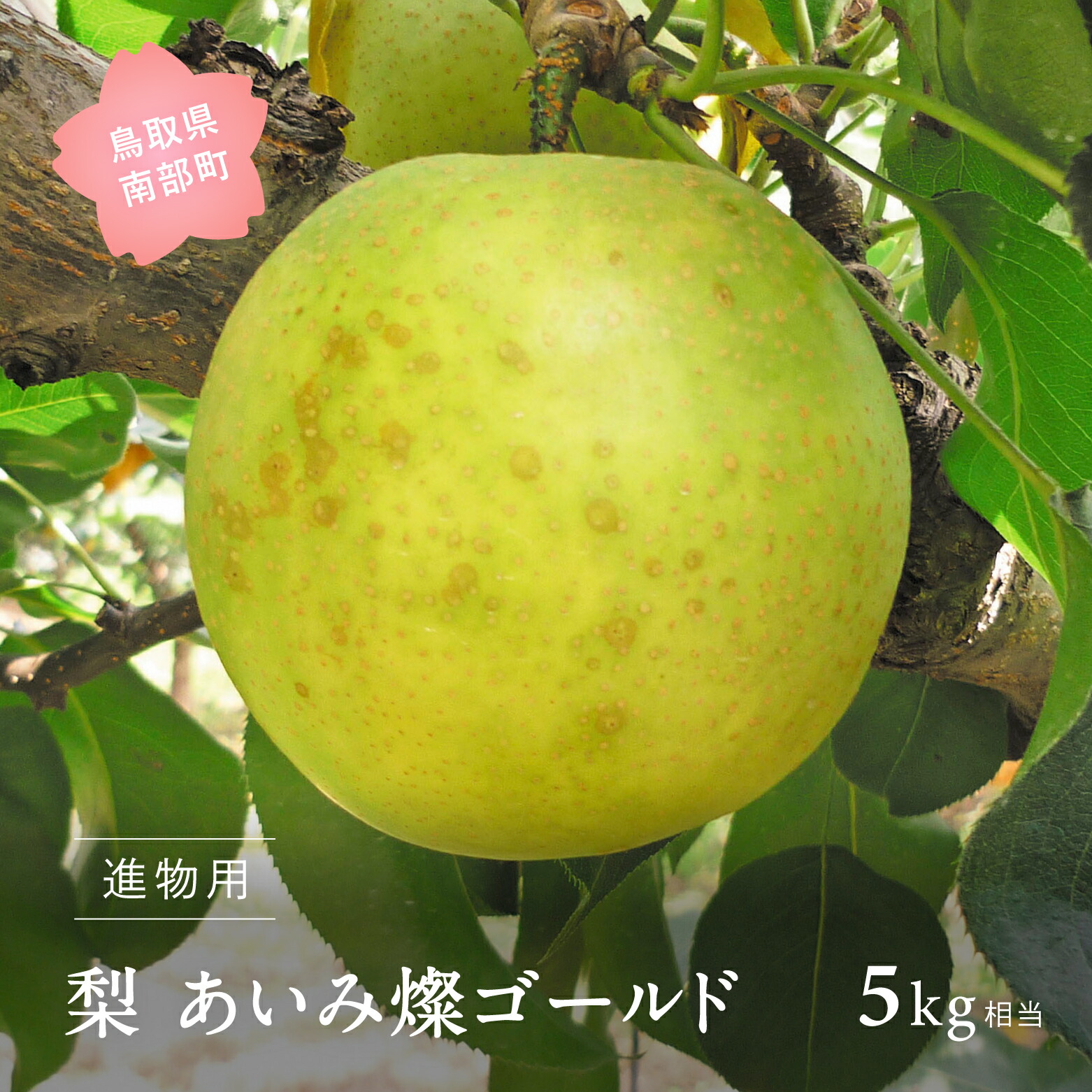 【ふるさと納税】あいみ燦ゴールド [梨]（進物用5kg箱）2025年8月下旬～9月上旬出荷予定＜数量限定＞二十世紀梨 無袋栽培 梨 なし フルーツ 鳥取県南部町